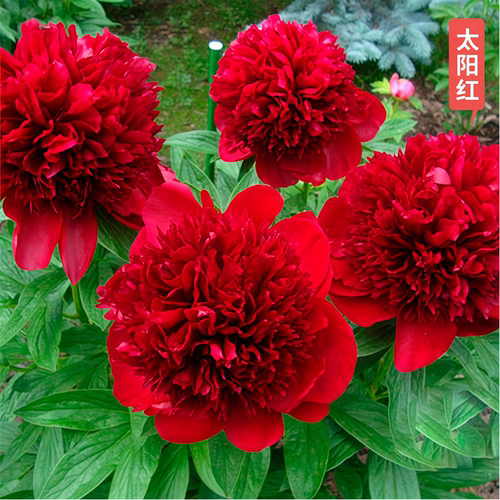 重瓣耐寒芍药花苗带牙浓香观花