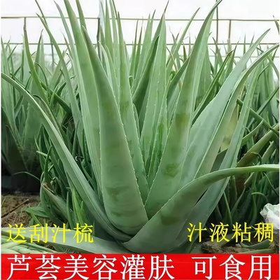 巨好养库拉索芦荟盆栽好美容植物