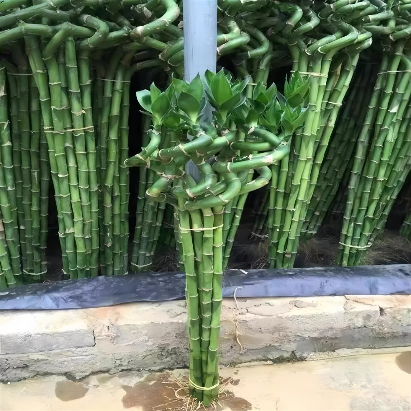 带根转运竹水培富贵竹植物开运