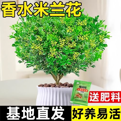香水米兰花盆栽带花苞室内阳台
