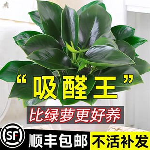 吸除甲醛绿植绿萝室内金钻盆栽植物花卉水培办公室桌面四季 好养活