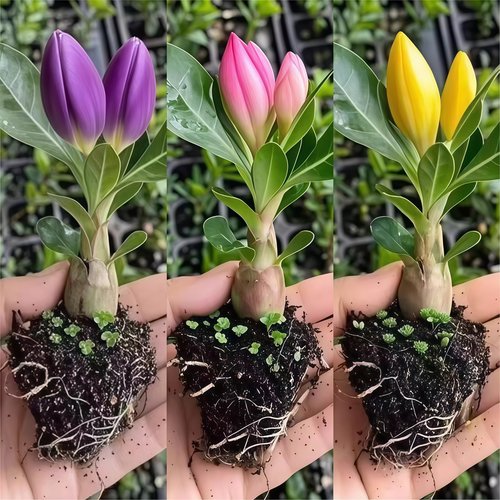 沙漠玫瑰花小苗盆栽四季庭院