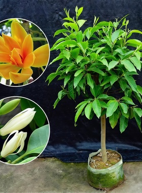 白兰花盆栽嫁接黄角兰黄桷兰白玉兰黄玉兰花苗树苗庭院树苗绿植物