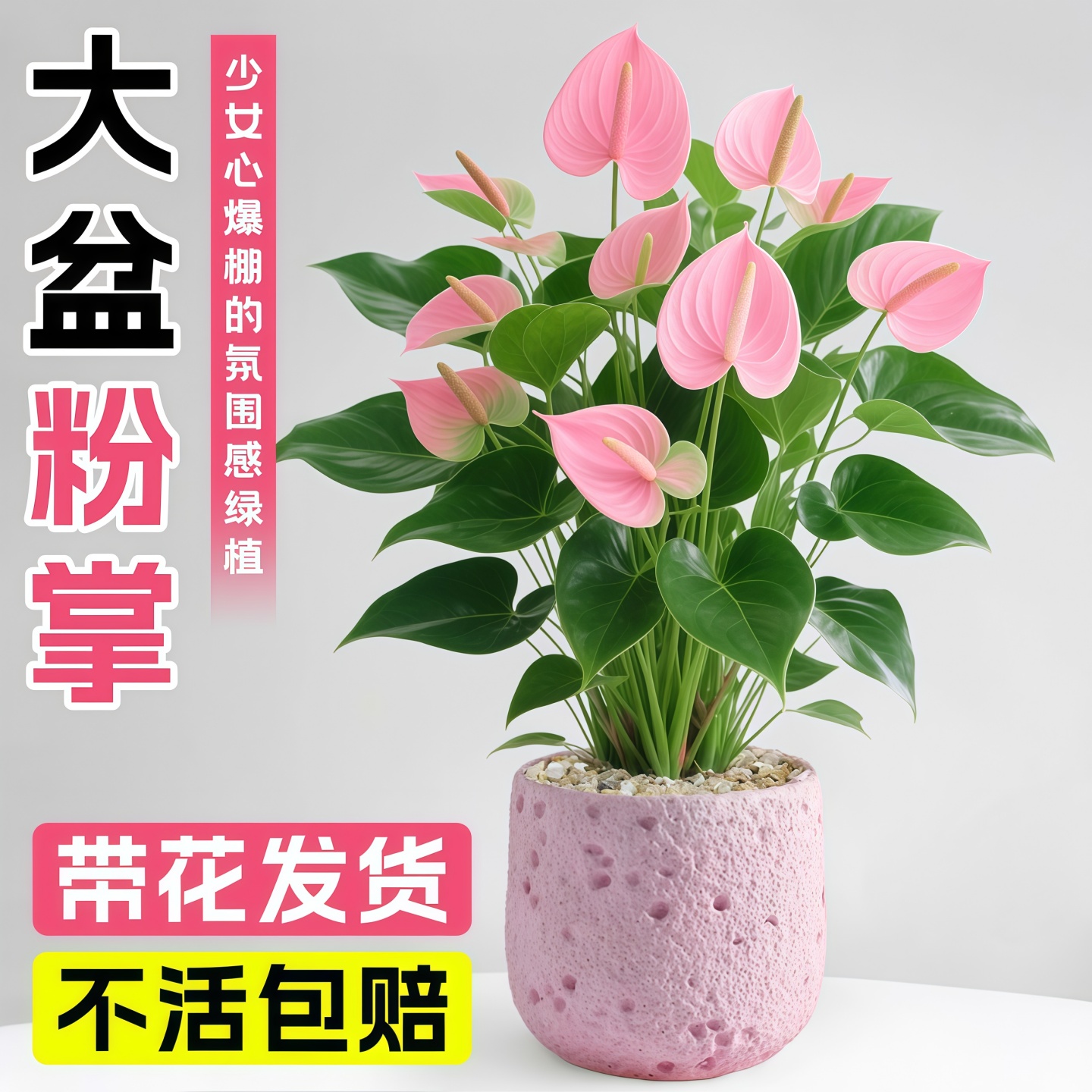 粉掌水培植物室内好养盆栽带花