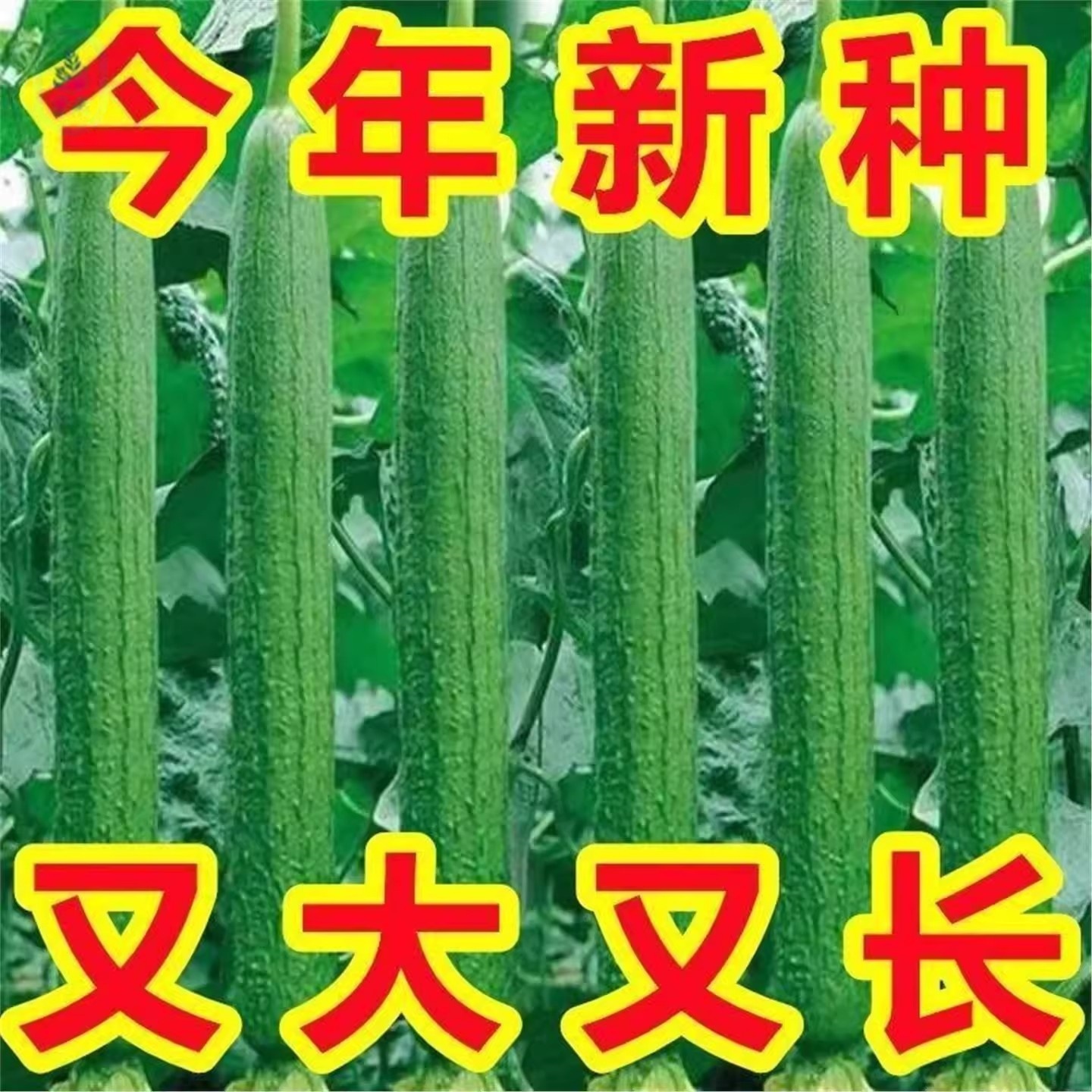 长香特长丝瓜种子蔬菜种子早熟