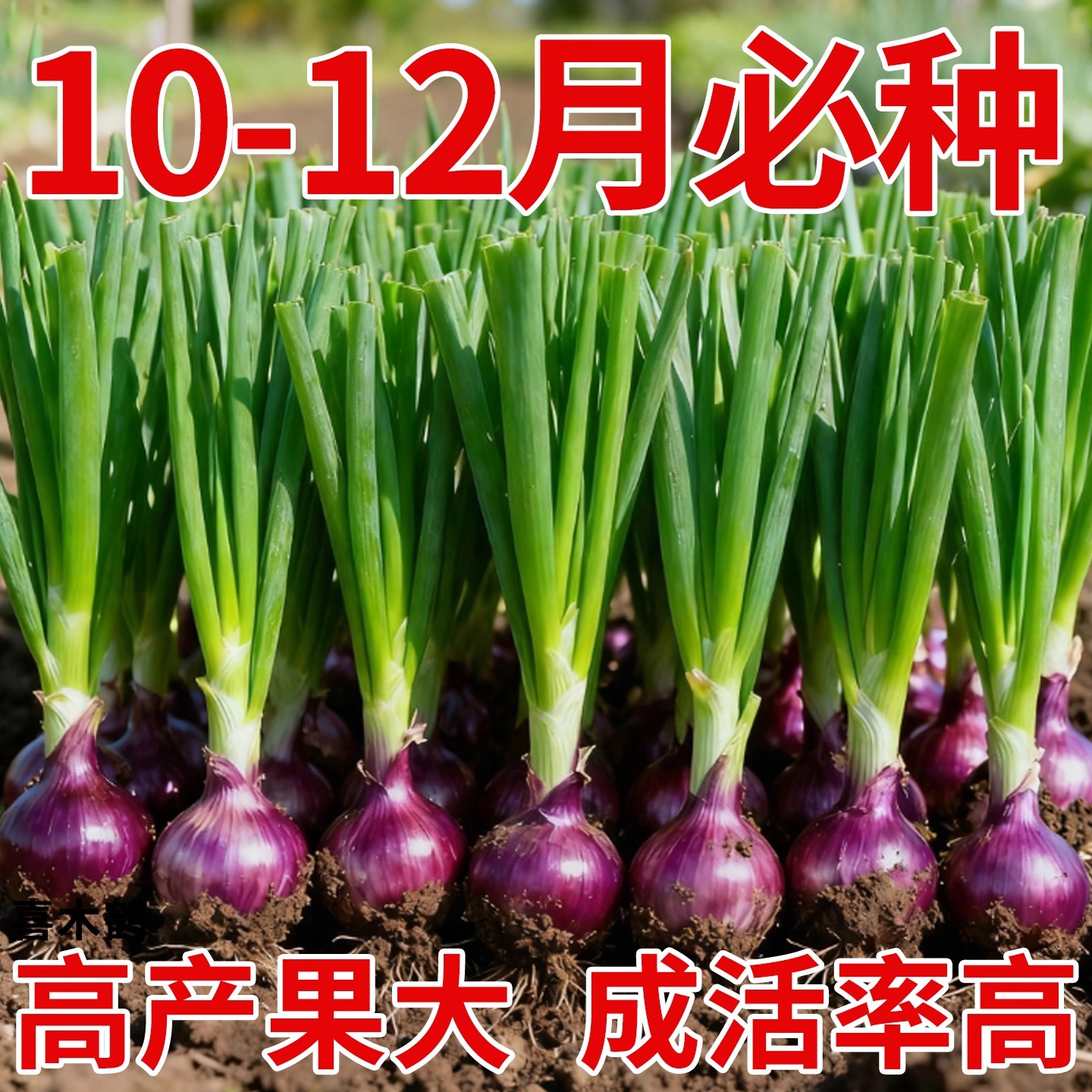 水果洋葱秧苗产地直发紫皮洋葱
