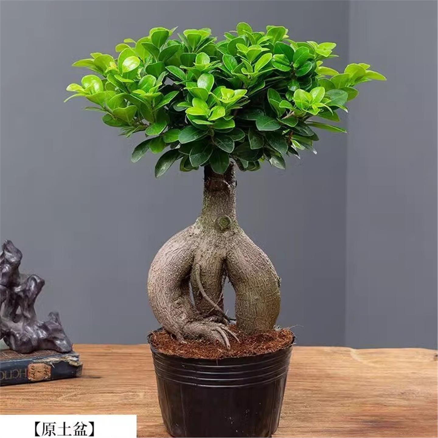 人参榕盆栽绿植提根老桩摇钱树发财树造型小叶榕树盆景植物金钱榕