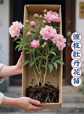 带叶缠枝牡丹花苗盆栽大苗缠枝牡丹花种重瓣大花树苗四季开花不断