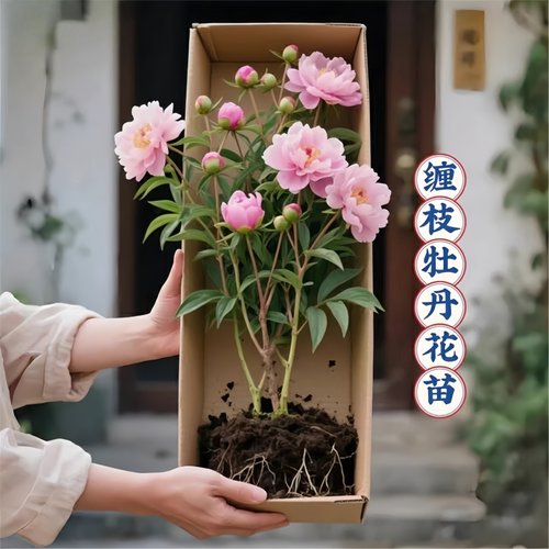 带叶缠枝牡丹花苗盆栽大苗缠枝