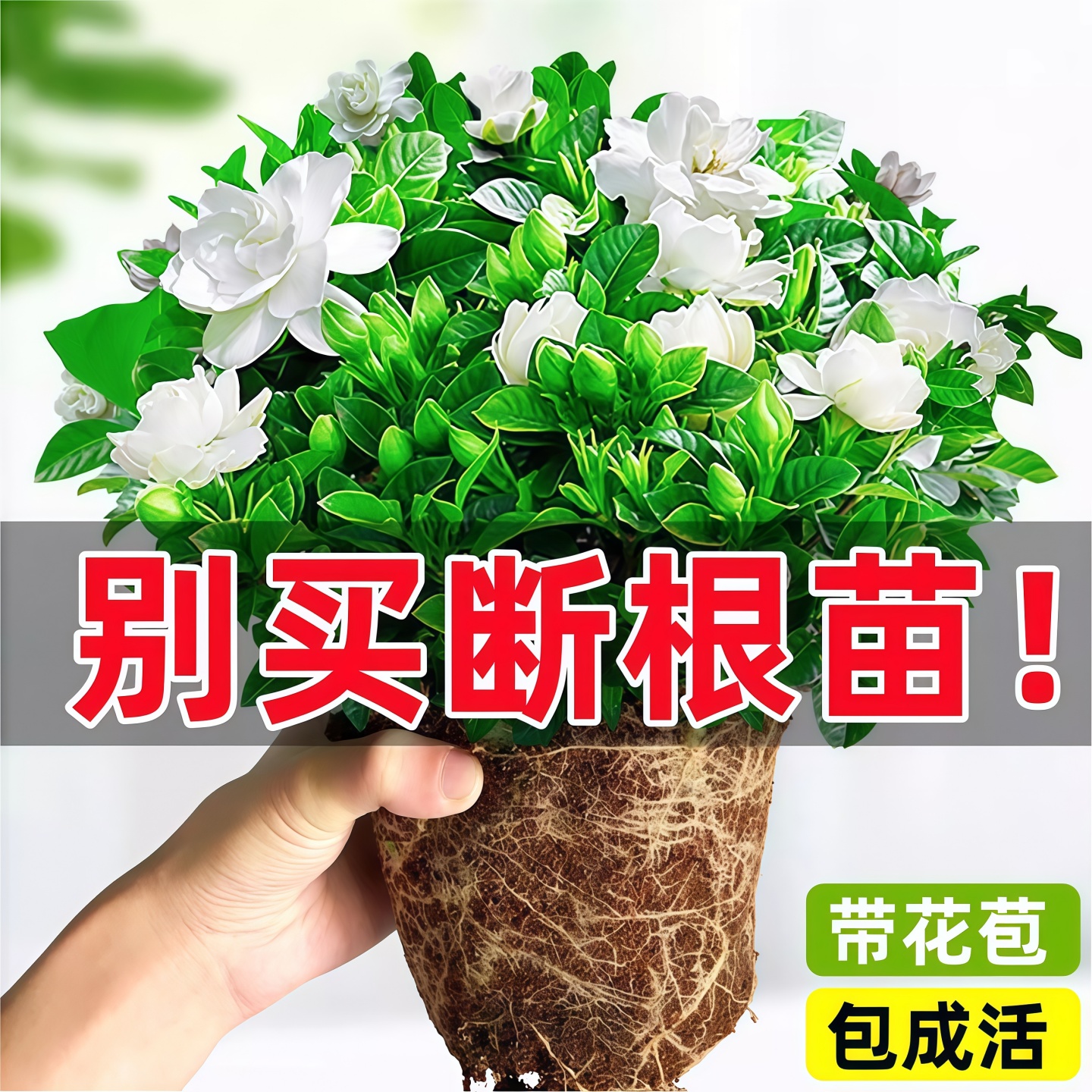 清香栀子花盆栽四季花卉绿植物树苗带花苞室内阳台水培易成活茉莉