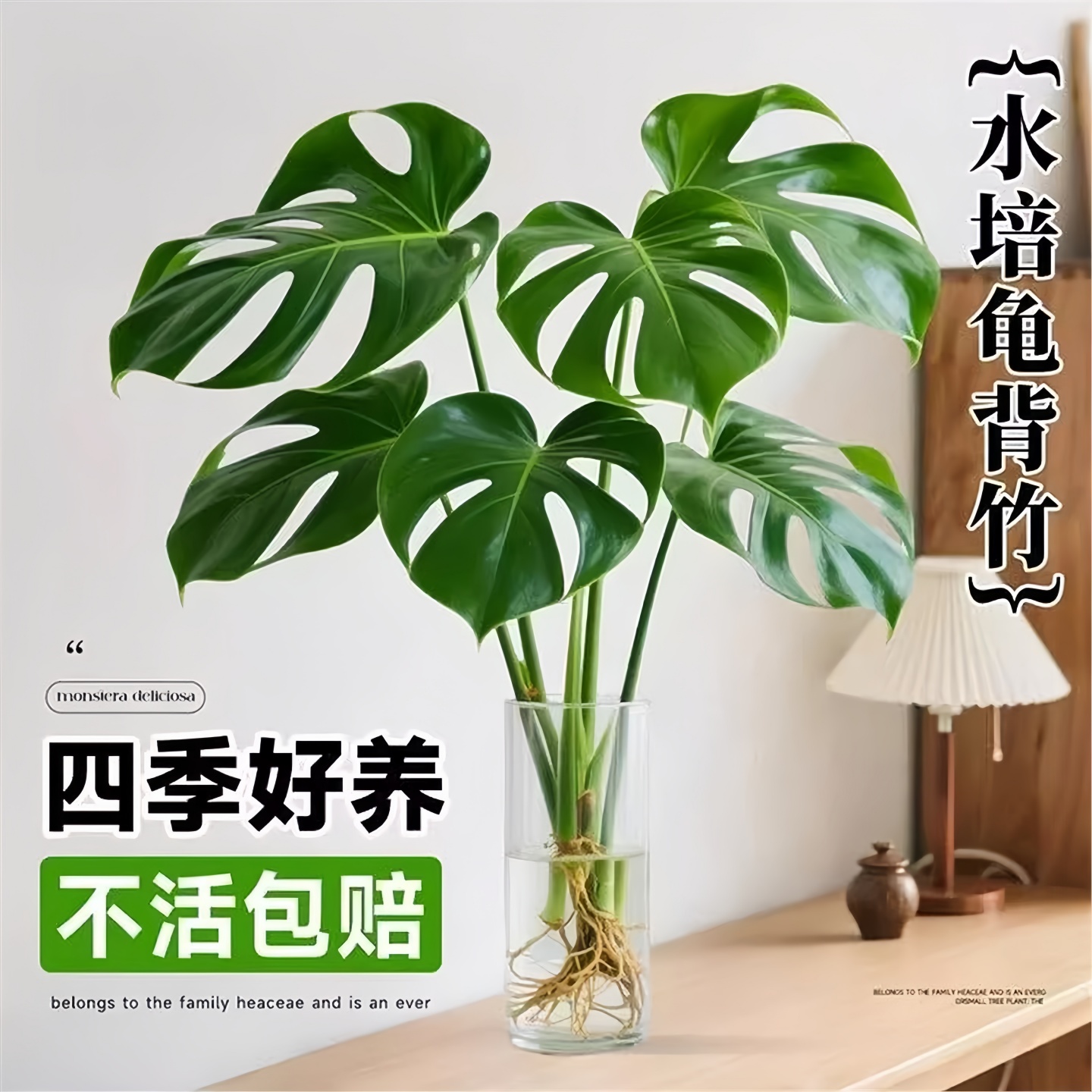 龟背竹盆栽老桩水培植物室
