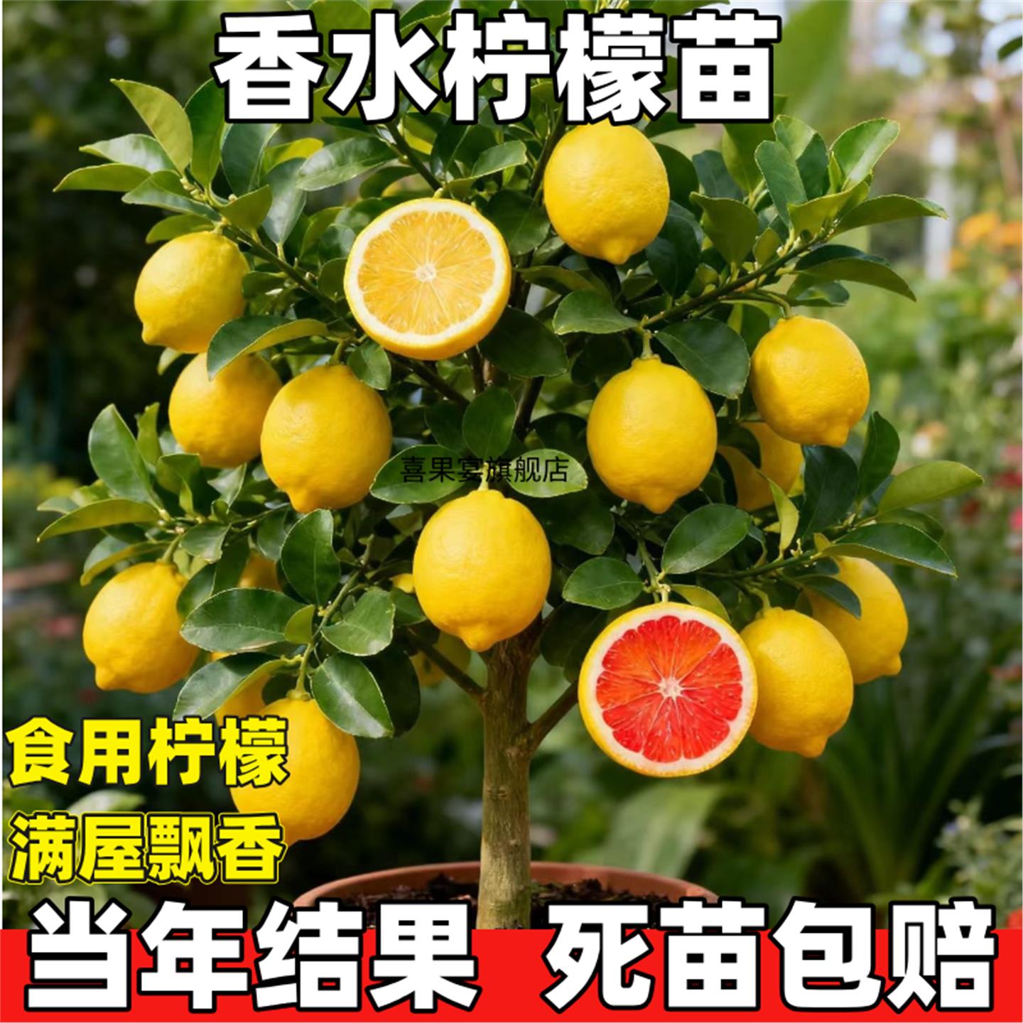 正宗台湾香水柠檬树树苗盆栽地栽