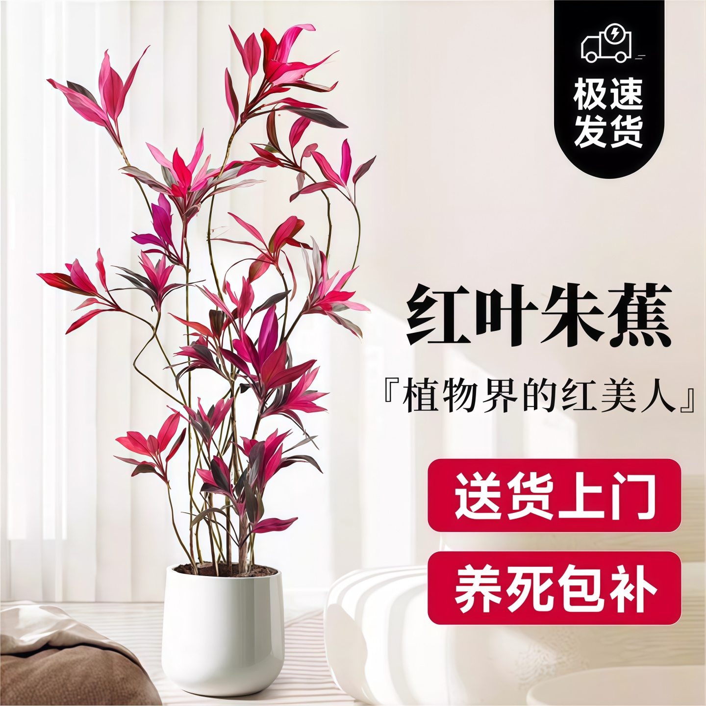 净化空气红叶朱蕉绿植室内盆栽