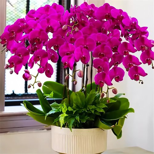 蝴蝶兰盆栽带花剑带花苞四季花卉