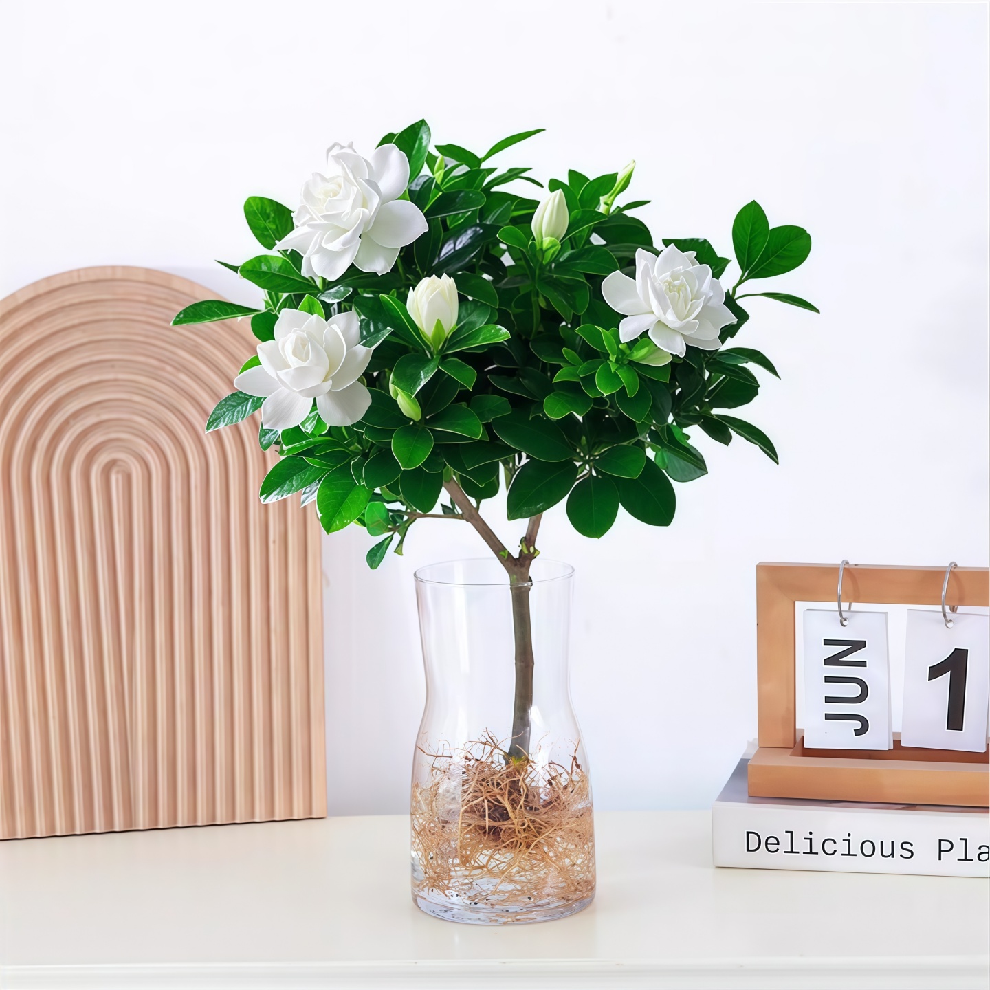 清香栀子花水培盆栽植物室内花卉办公桌面水养开花绿植带花苞浓香