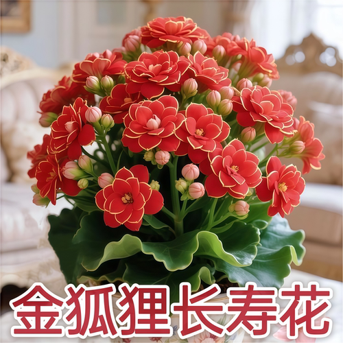 进口稀有长寿花卉金狐狸盆栽