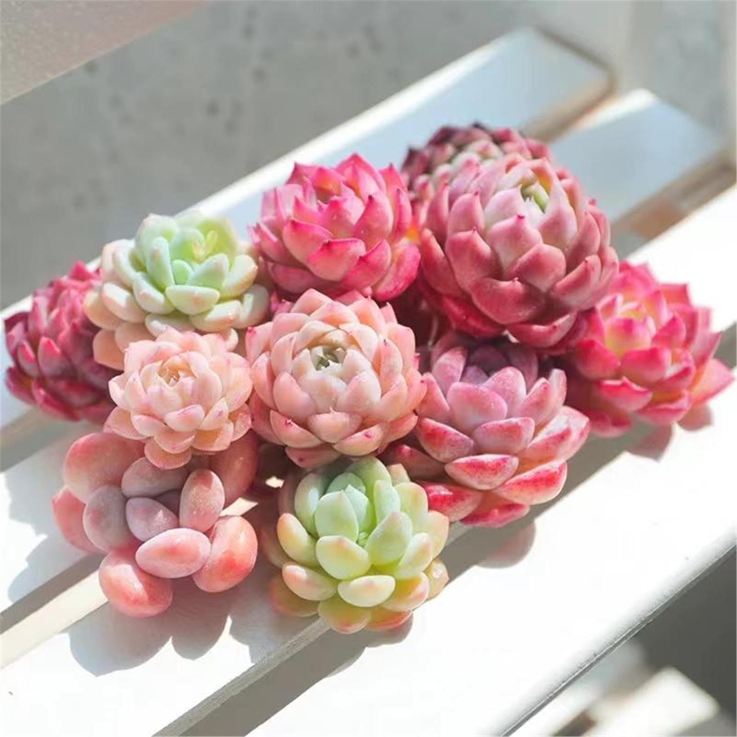 多肉绿植物桃蛋玉露冰玉橙梦露熊