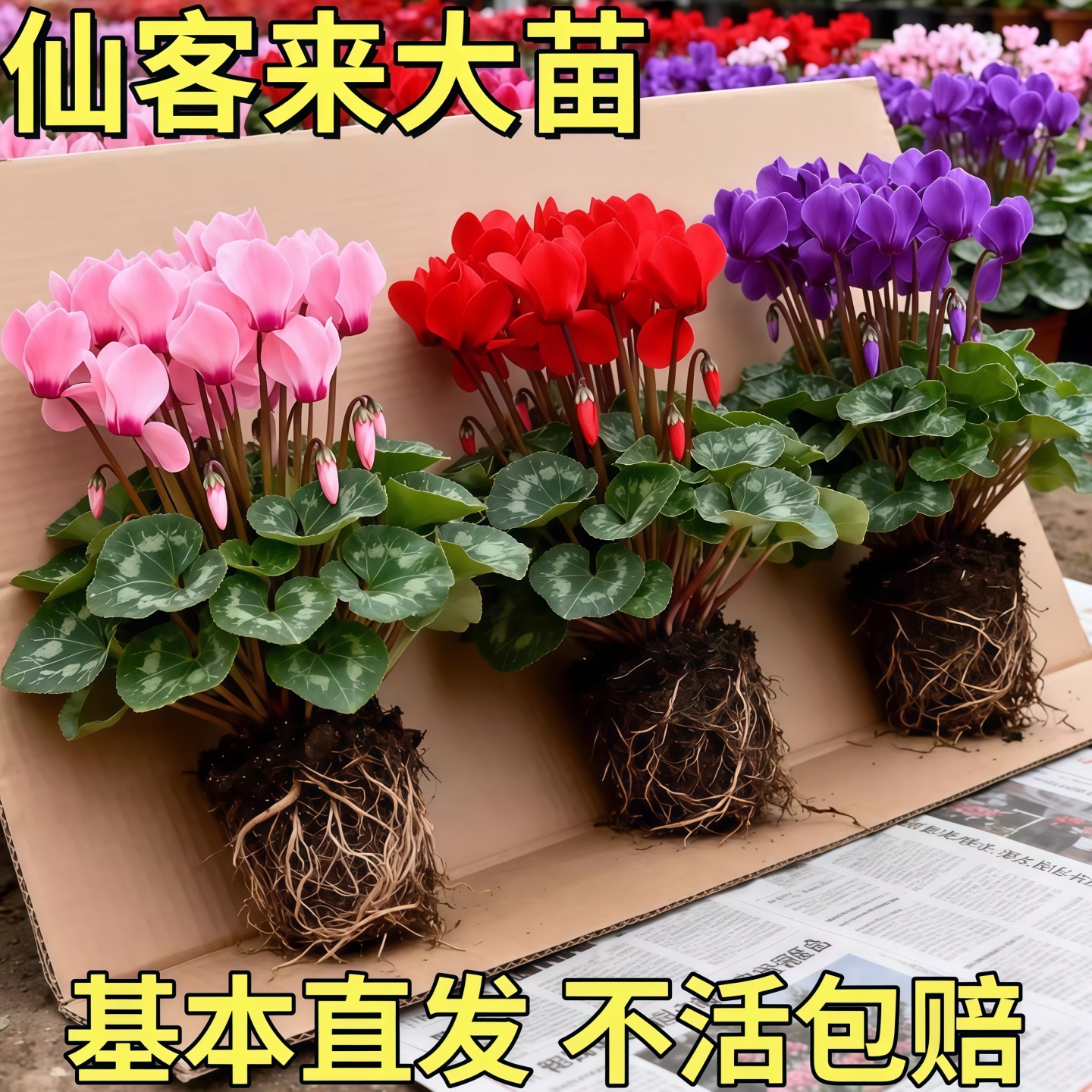 仙客来盆栽花苗兔耳花好养