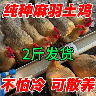 2斤麻羽土鸡活苗散养土鸡活苗小鸡活苗大鸡活苗老品种土鸡蛋鸡苗