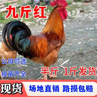 散养大公鸡土公鸡活体青年纯种公鸡脱温鸡苗走地鸡公鸡活苗鸡活苗