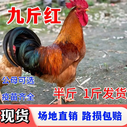 散养大公鸡土公鸡活体青年纯种公鸡脱温鸡苗走地鸡公鸡活苗鸡活苗