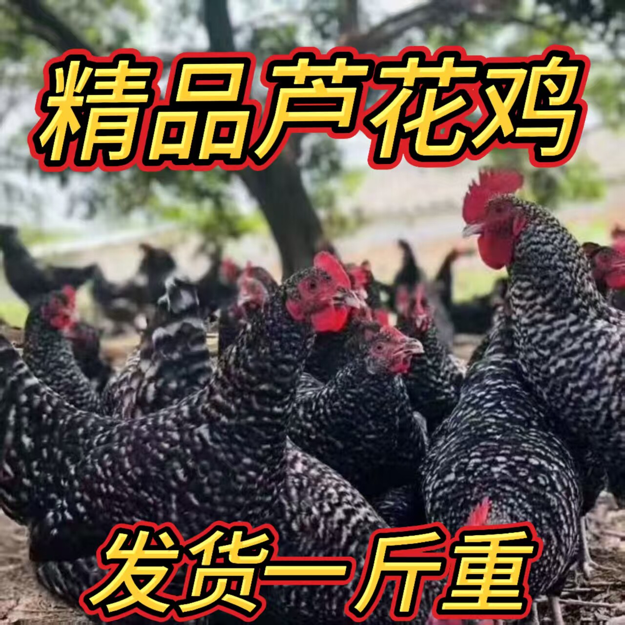 1斤芦花鸡活苗小鸡活苗脱温鸡苗高产蛋鸡土鸡苗散养家鸡蛋鸡活苗