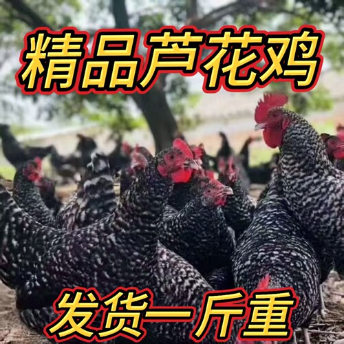 1斤芦花鸡活苗小鸡活苗脱温鸡苗高产蛋鸡土鸡苗散养家鸡蛋鸡活苗