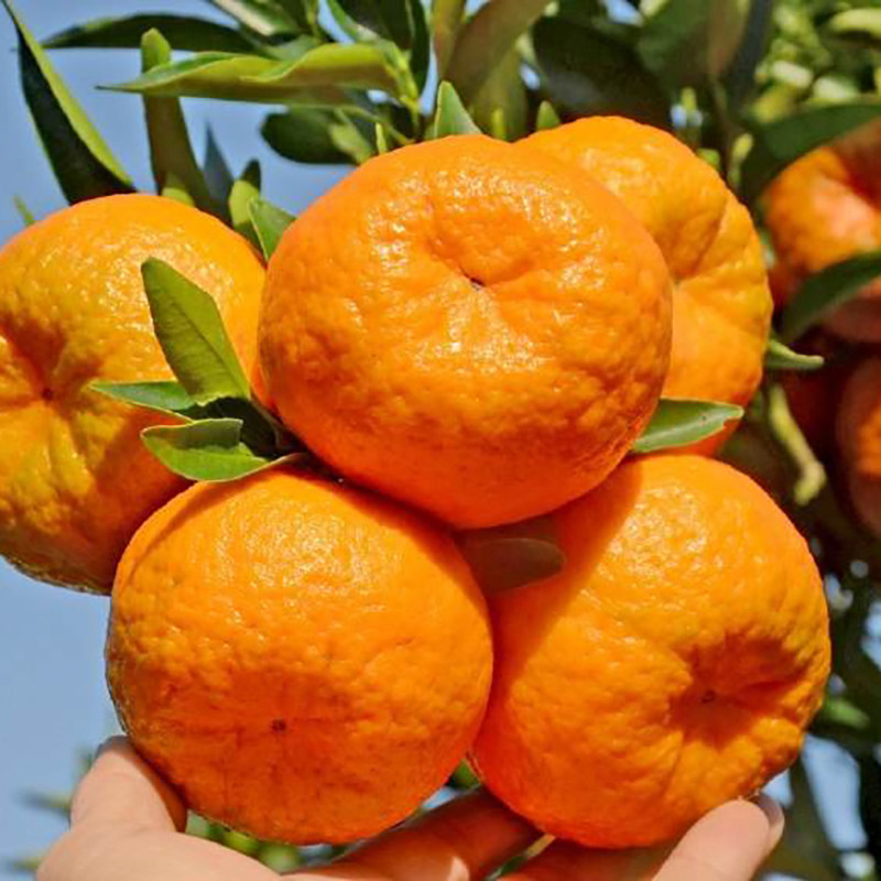 鄂野珍品清江岩松坪椪柑新鲜水果当季整箱现摘宜昌蜜橘柑橘桔子,水产肉类/新鲜蔬果/熟食,桔子,淘宝优惠券,粉丝福利购,淘宝优惠卷