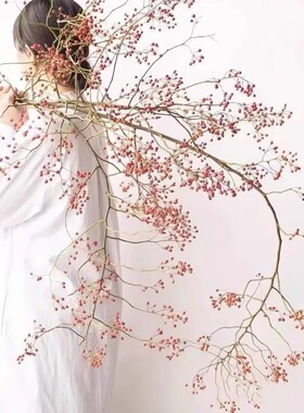 insfeng山归来鲜切红果植物水养蔷薇果水培枝条新鲜南蛇藤侘寂风