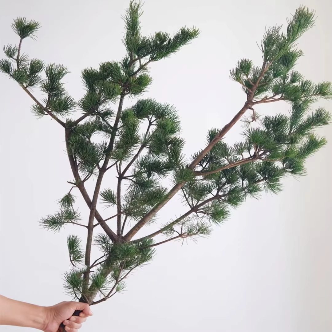 鲜切五针松水培好养插花材料