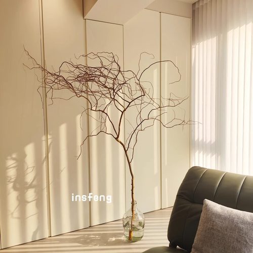 insfeng荷兰种金龙柳水培超好养