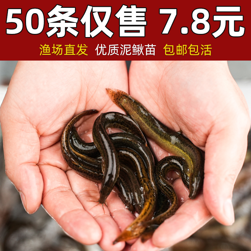 泥鳅苗观赏鱼鱼缸养鱼活鱼饵料活饵养殖青鳅筏钓淡水乌龟龙鱼饲料