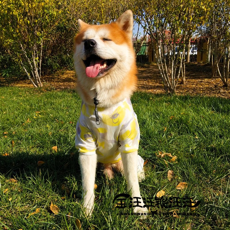 金毛轻薄网眼大狗狗防晒衣服四脚大型犬拉布拉多夏季夏天夏装薄款