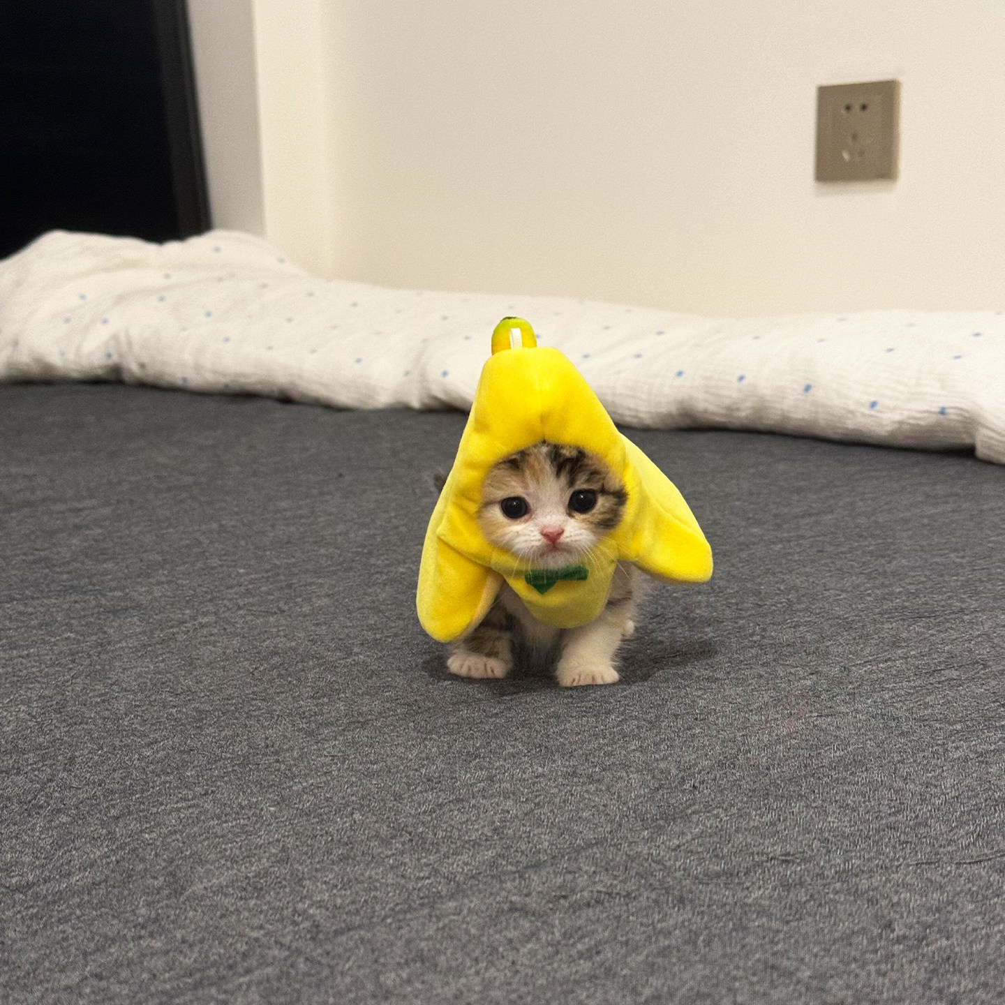猫meme香蕉头套宠物猫咪帽子可爱搞怪幼猫变装帽卡通网红拍照道具