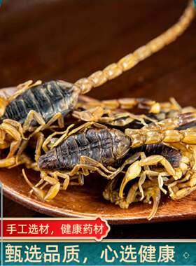 全蝎干全虫干蝎子全蝎中药材无盐无硫药用可磨粉全蝎干货