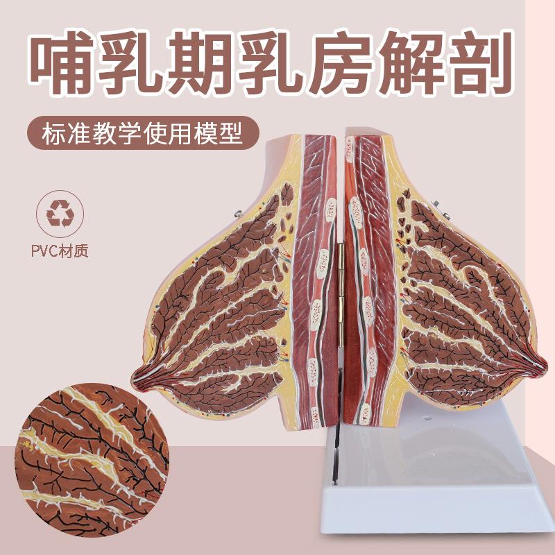 哺乳期女性乳房解剖模型 静止期胸部结构模具 女性 乳腺剖面教具