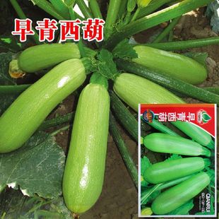 播抗病高产西葫芦蔬菜种籽孑新 早青西葫种子占瓜种籽高产耐寒四季
