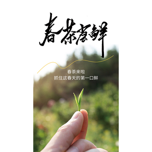 春茶尝鲜上市海报茶园茶叶店出售茶叶装饰画茶道茶文化墙画贴纸