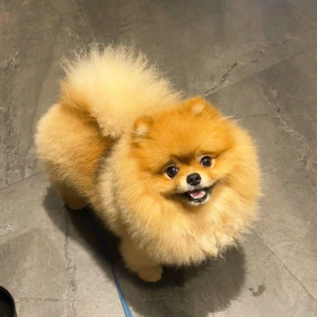 博美幼犬小体犬白狗超萌茶杯犬活体萌宠乖巧真狗狗狗健康活泼小狗