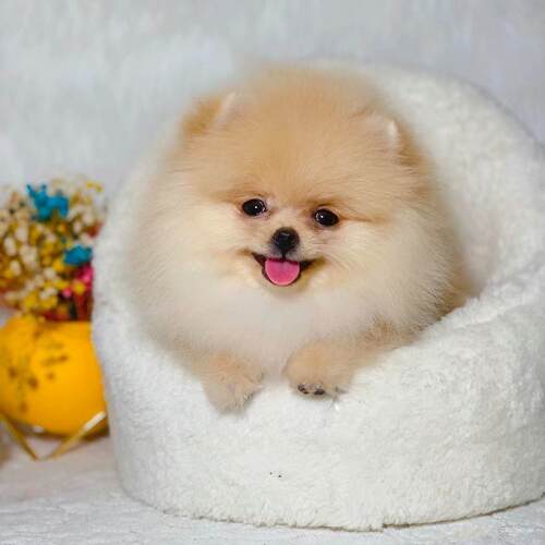 博美幼犬健康活体活泼聪明迷你真狗萌宠茶杯犬犬可爱小体型狗小狗