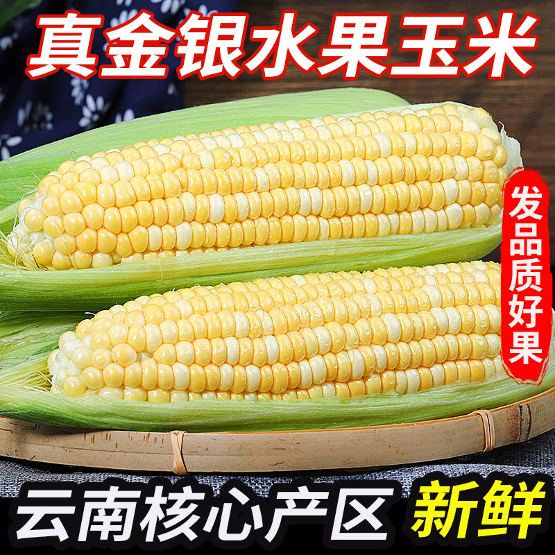 现摘云南金银水果玉米新鲜生吃甜糯即食玉米棒粘糯嫩苞谷蔬菜包邮,水产肉类/新鲜蔬果/熟食,新鲜玉米,淘宝优惠券,粉丝福利购,淘宝优惠卷