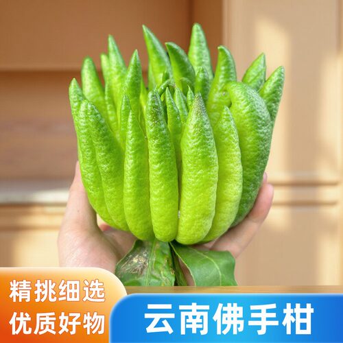 云南佛手柑闻香鲜果带枝新鲜高山佛手瓜柑水培摆件室内观赏香薰