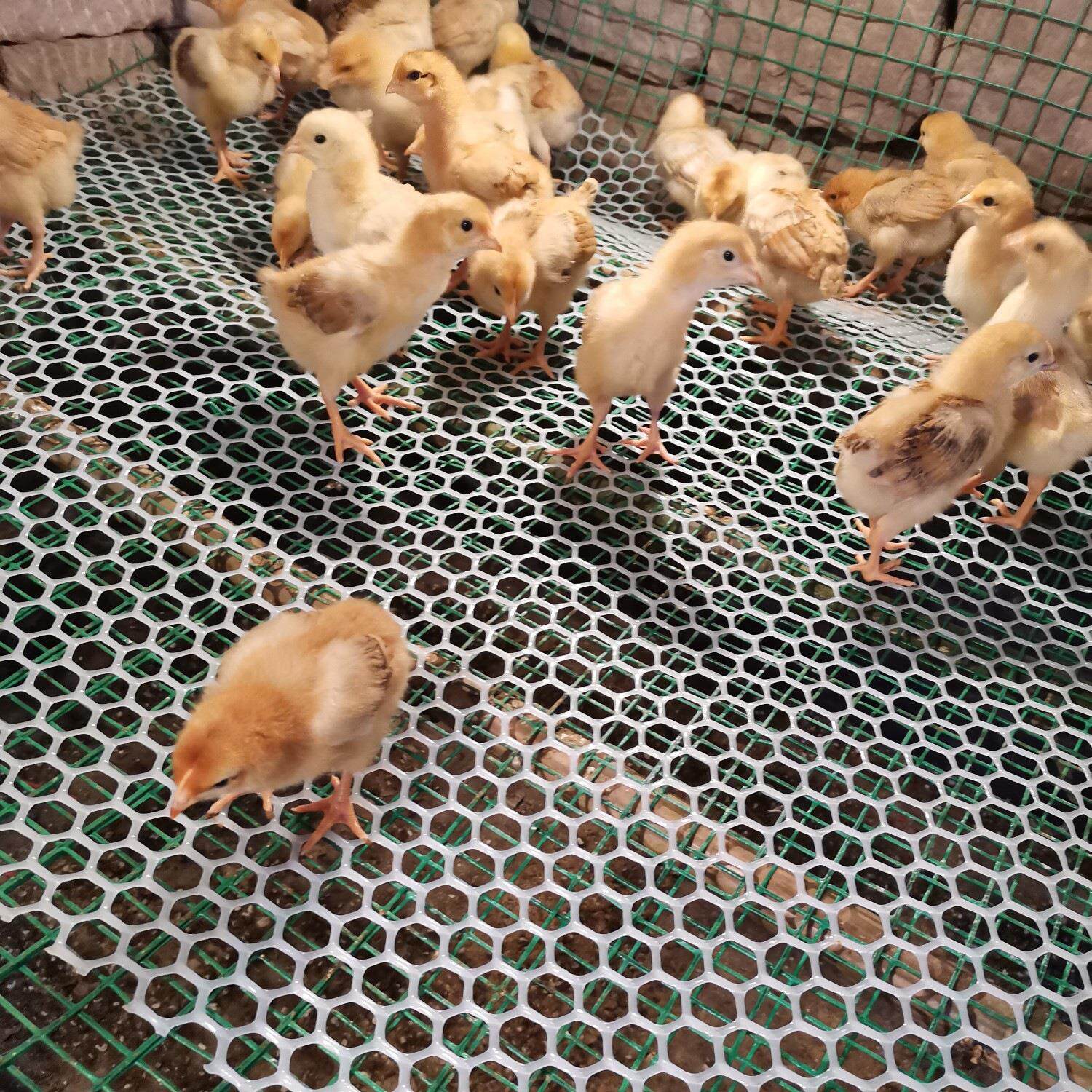 塑料网猫咪网封窗阳台防护网格防坠网片防掉垫板鸡养殖网胶围栏网