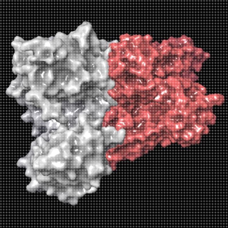 清北博士团队虚拟筛选/分子对接/蛋白互作/网络药理学/多肽对接