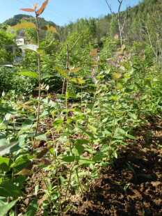 当年结果带花苞花蕾相思果杈把果爱情果健身果苗