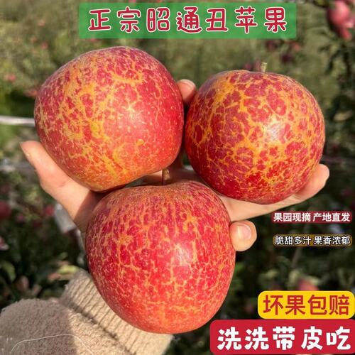 正宗云南昭通苹果新鲜水果脆甜多汁现摘现发丑苹果产地直发整箱