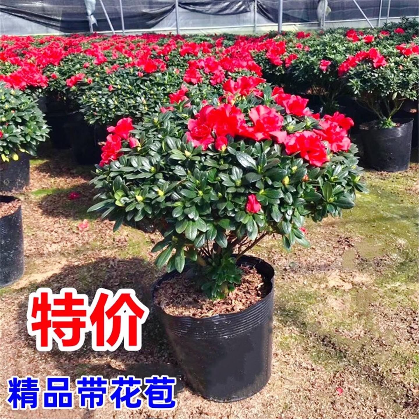 杜鹃花盆栽映山红苗开卉不
