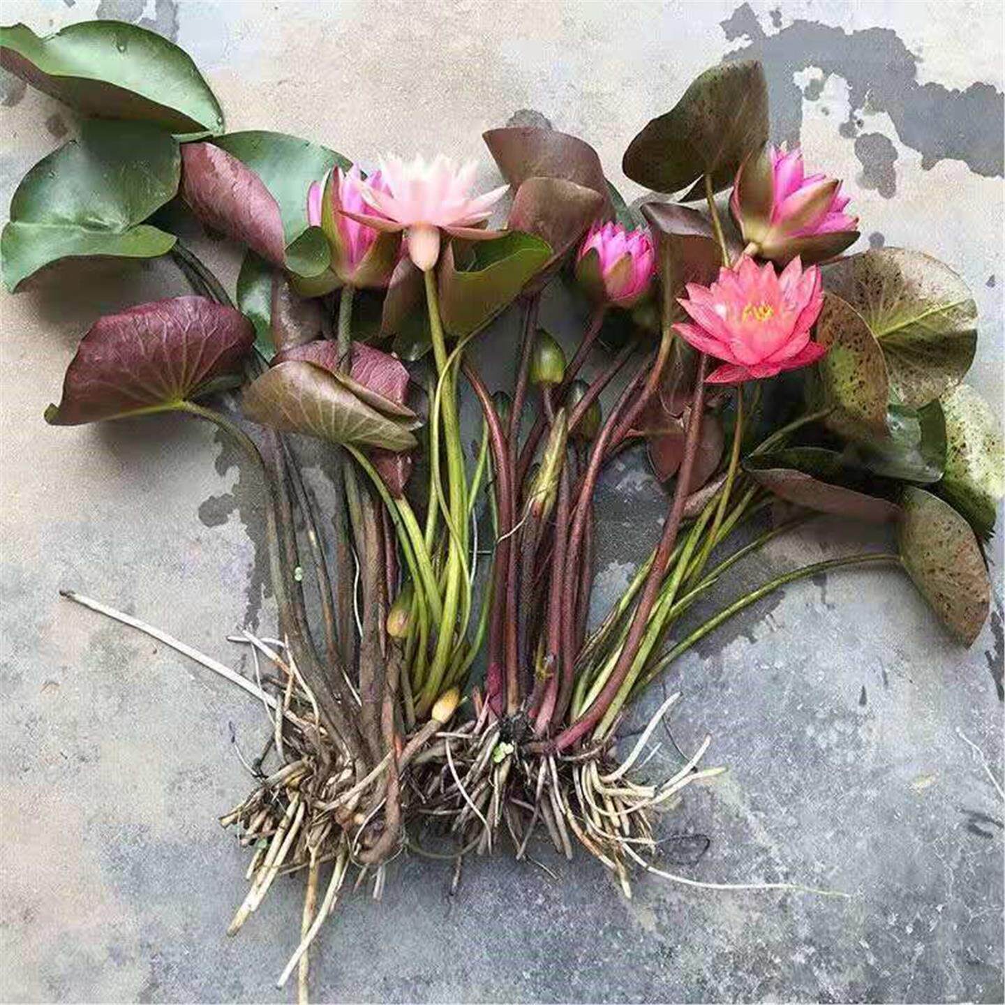 睡莲水培植物四季养荷花盆