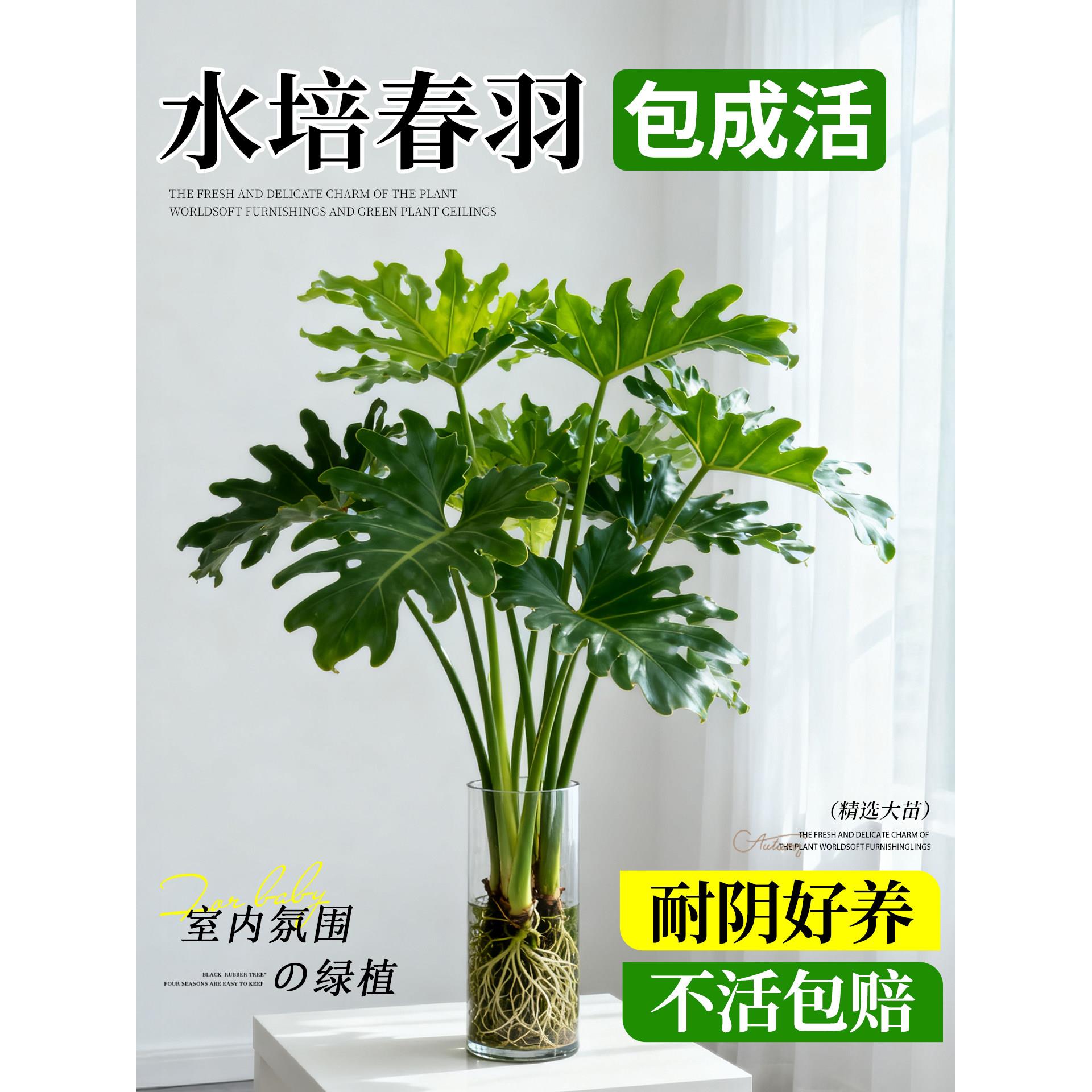 春羽水培植物室内盆栽客厅图片