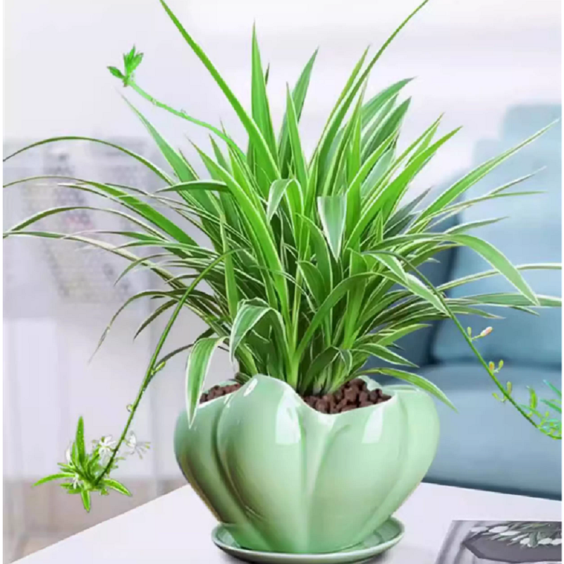 金边吊兰盆栽绿萝箩花卉植